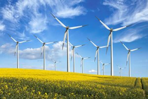 windmill in the yellow flowers