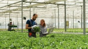 image about Farmer man showing cultivated fresh salads to agronomist businesswoman