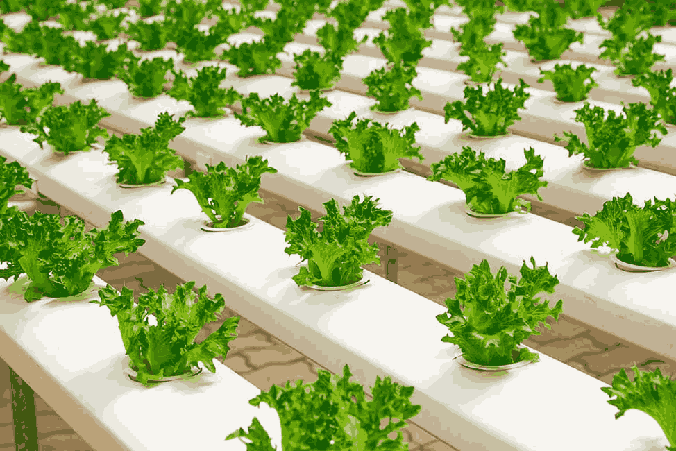 image about hydroponics plant