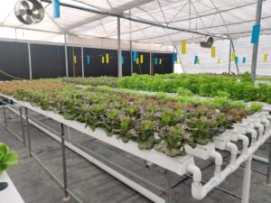 image about hydroponics farming